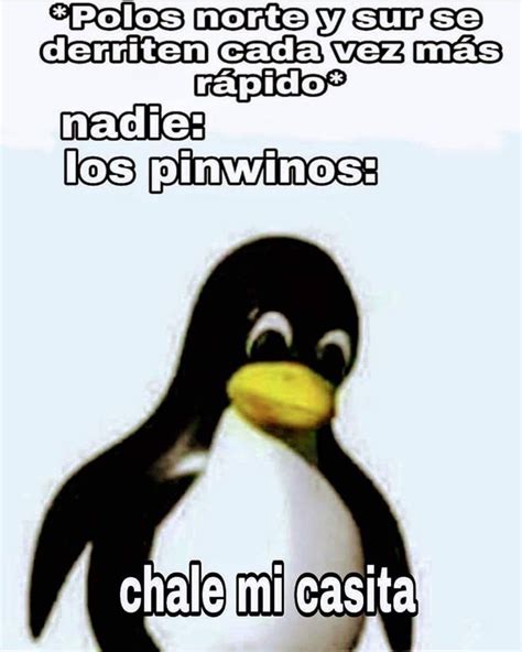 pinguino memes